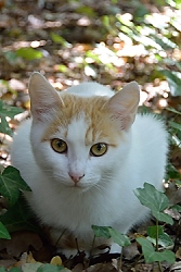 October 22, 2013<br>Rural Croatian cat.